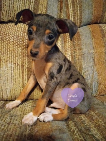 Miniature Pinscher puppy