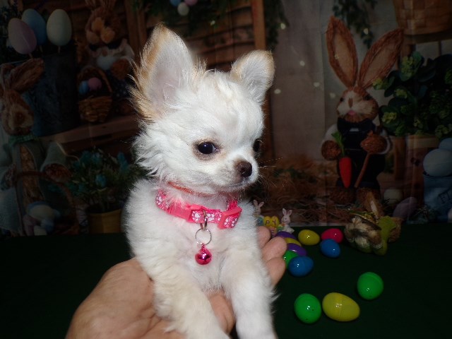 AKC   Long Coat Apple Head Chihuahua Puppies  Female And Male
