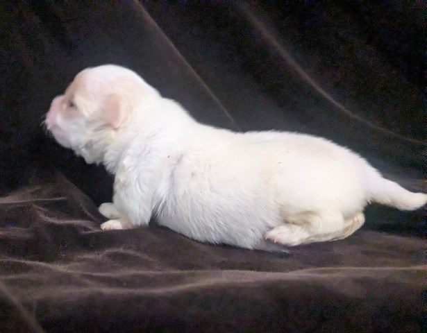 Priscilla  LC Apple Head Female Chihuahua