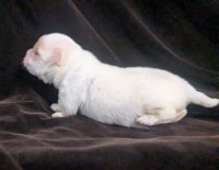Priscilla  LC Apple Head Female Chihuahua Chihuahua for sale/adoption