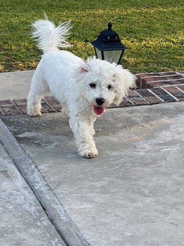 Bichon Frise puppy for sale + 65324