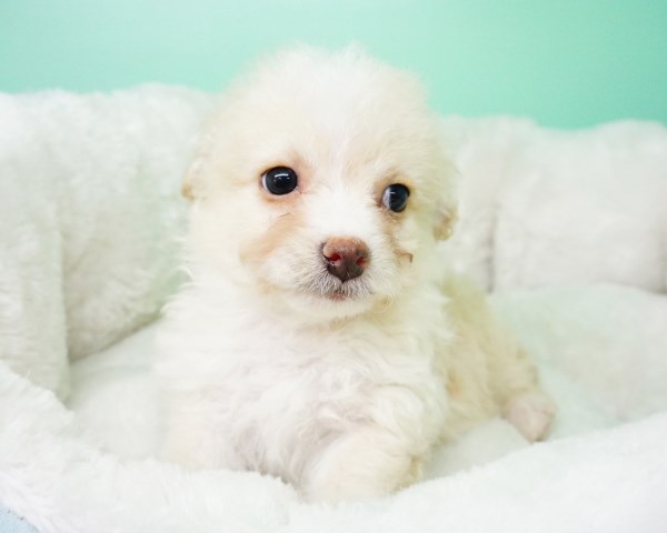 Pomeranian puppy for sale + 54130