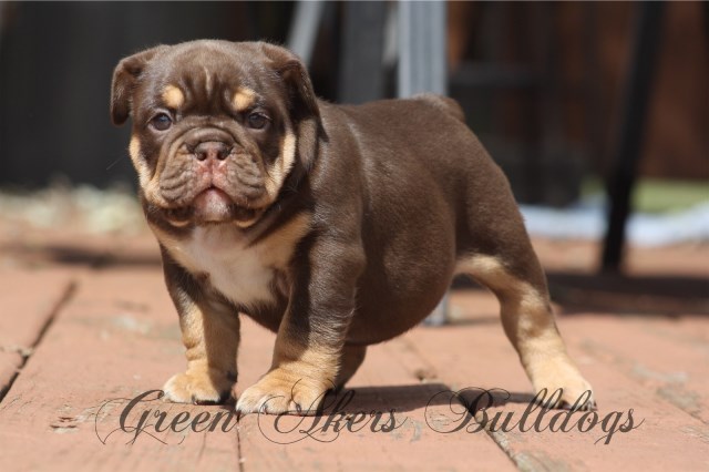 English Bulldog, F, DARK Chocolate, Full Suited, HEALTH TESTED CLEAR!!