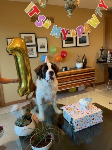 3 years make Saint Bernard for rehoming