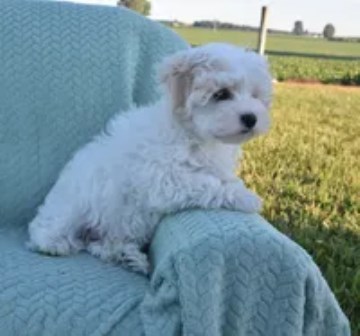 Bambi Maltipoo Male Puppy For Good Home...