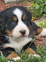 Bernese Mountain Bernese Mountain Dog for sale/adoption