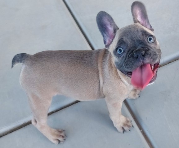 French Bulldog puppy for sale + 63879