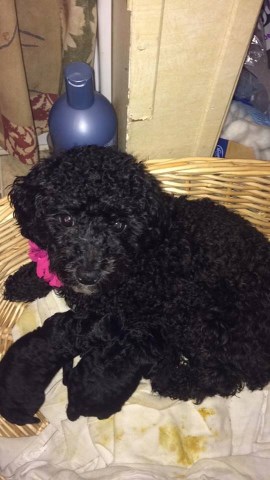 Toy Poodle Puppies Ready Feb 4 & Feb 14