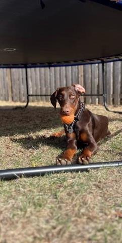 14mo Female Doberman Super Friendly  High Energy