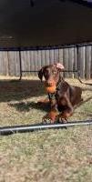 14mo Female Doberman Super Friendly  High Energy Doberman Pinscher for sale/adoption