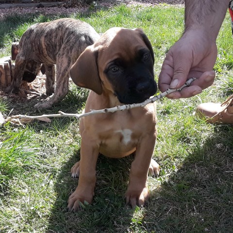 English Mastiff/French Mastiff American Bulldog Mix