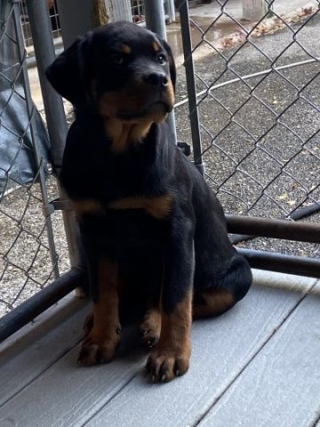 Rottweiler puppy for sale + 66872