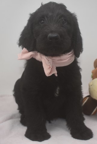 F1 Standard Black Labradoodle Puppies