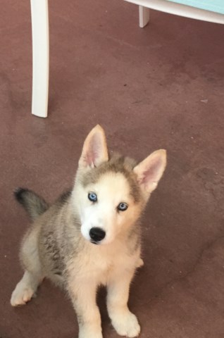 Husky female puppy