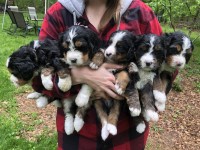 Standard F1 Bernedoodles Bernese Mountain Dog for sale/adoption