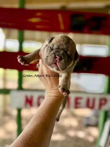 English Bulldog puppy for sale + 66586