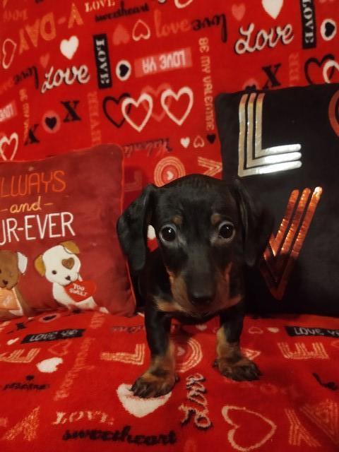 Miniature Dachshund female puppy available