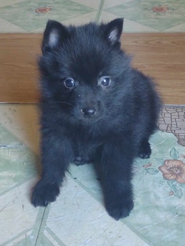 AKC Schipperke Champion  sired