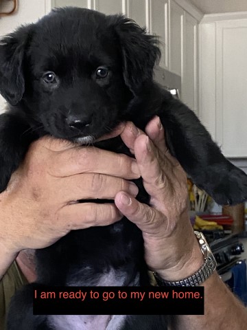 Australian Shepherd Dog puppy for sale + 64780