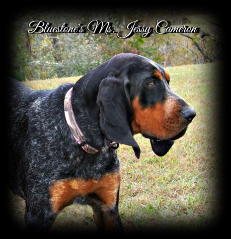 Bluetick Coonhound puppy for sale + 53908