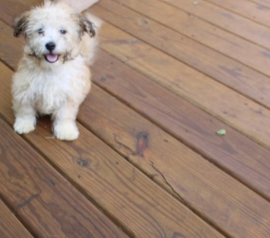 Havanese male puppy on Sale!