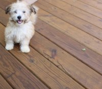 Havanese male puppy on Sale! Havanese for sale/adoption