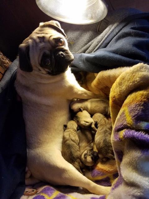 Pug puppies for sale