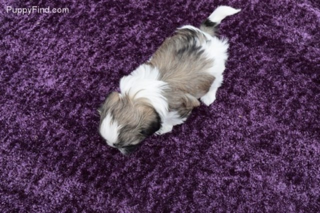 Shih Tzu puppy for sale + 48661