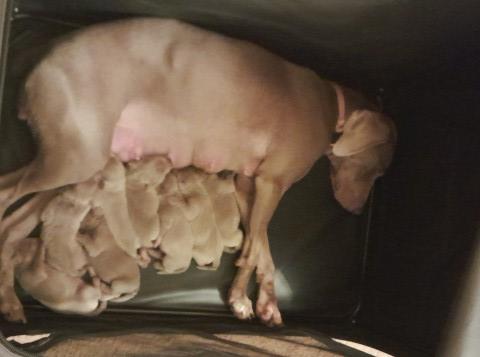 Weimaraner puppies for sale