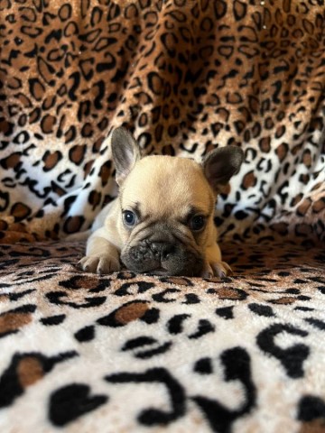 French Bulldogs