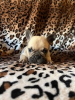 French Bulldogs French Bulldog for sale/adoption