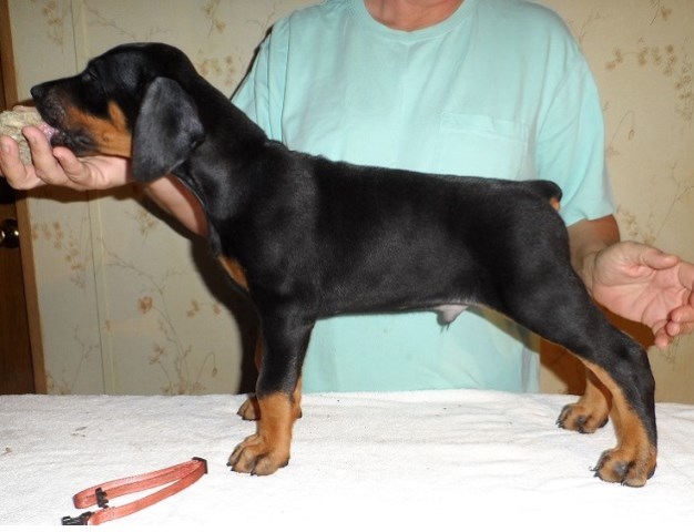 Doberman Pinscher puppy dog for sale in Free State South Africa