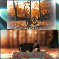 Female Fluffy French Bulldog French Bulldog for sale/adoption