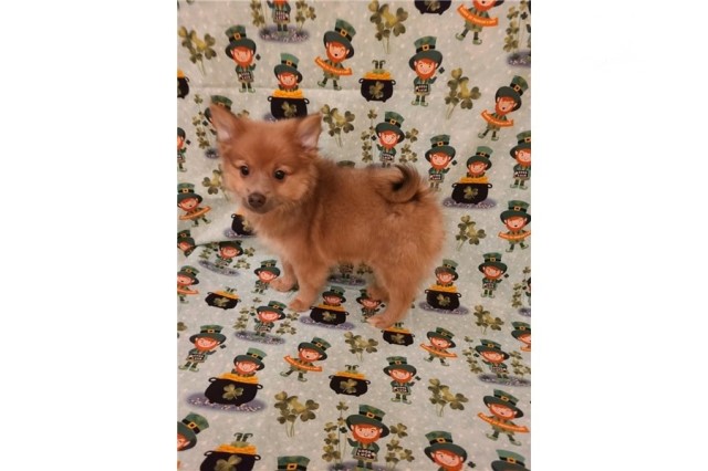 CKC Pomeranian-Jimmy-Male