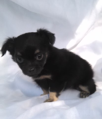 Chihuahua puppy for sale + 50494
