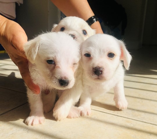 Maltese litter, total of 3 male maltese's, all white fur color and ready to be in a new home.