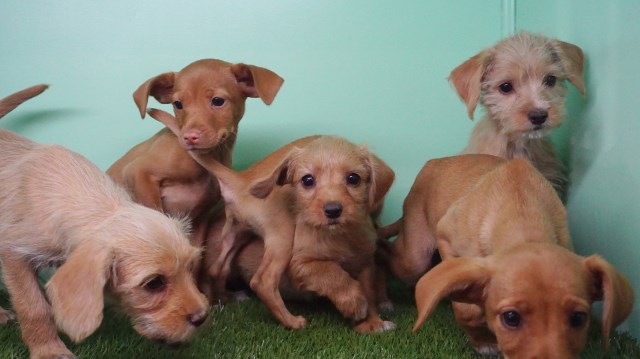 Malchipoo – 1Male & 5Female- 6 Dogs ($299 each)