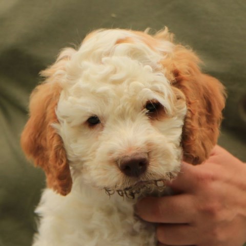 Lagotto Romagnolo