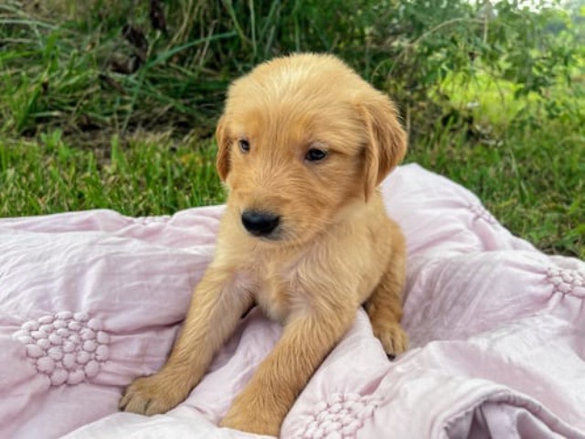 Golden Retriever puppy for sale + 62596