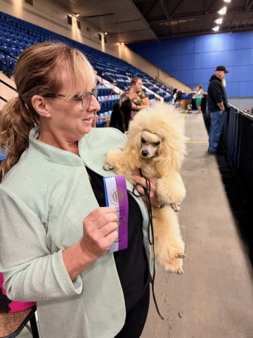 Poodle Toy puppy for sale + 66409