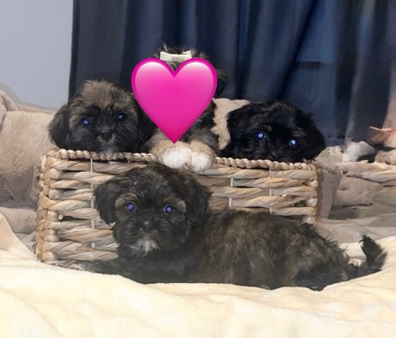 Tricolored Shih Tzu Male Puppies