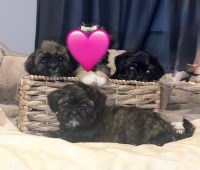 Shih Tzu thumbnail