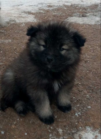 Keeshond puppy for sale + 66384