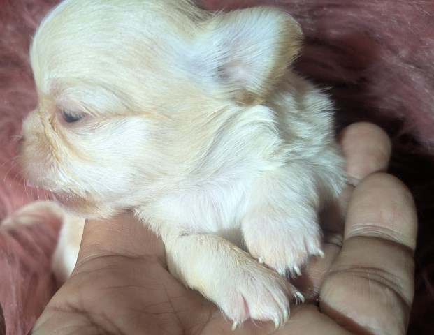 Tiny Long Coat Chihuahua Females