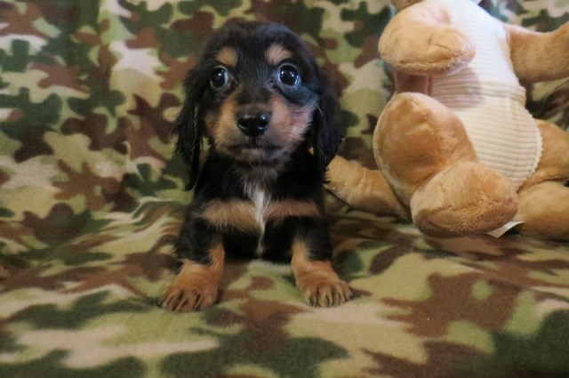 Upcoming Puppies - Miniature Dachshund Puppies