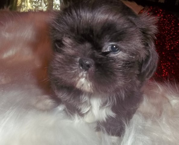 AKC Blue Female Shih Tzu