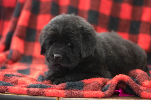 Newfoundland Dog puppy for sale + 52253