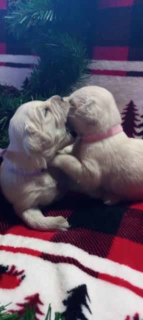 AKC English Creme Golden Retrievers   2 Litters