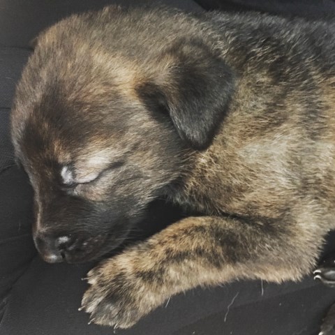 Dutch Shepherd/German Shepherd Puppies