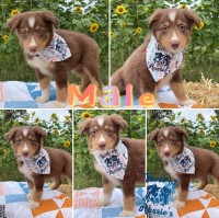 Standard size aussies Australian Shepherd Dog for sale/adoption